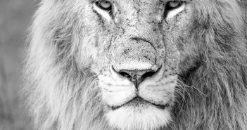 Safari photo au Kenya du 1er au 8 octobre 2016