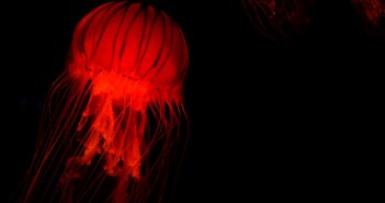 Utilisation de l’iA “sans risques juridiques” avec Adobe Firefly